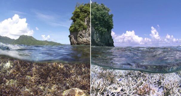 The Ocean as a Climate Regulator: Its Role in Global Balance
